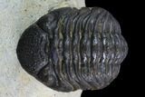 Morocops Trilobite - Visible Eye Facets #120080-2